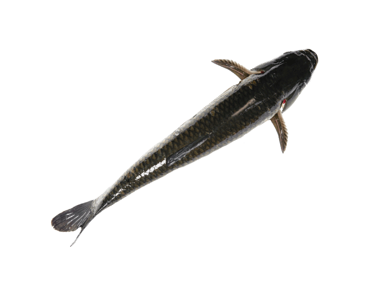 fish