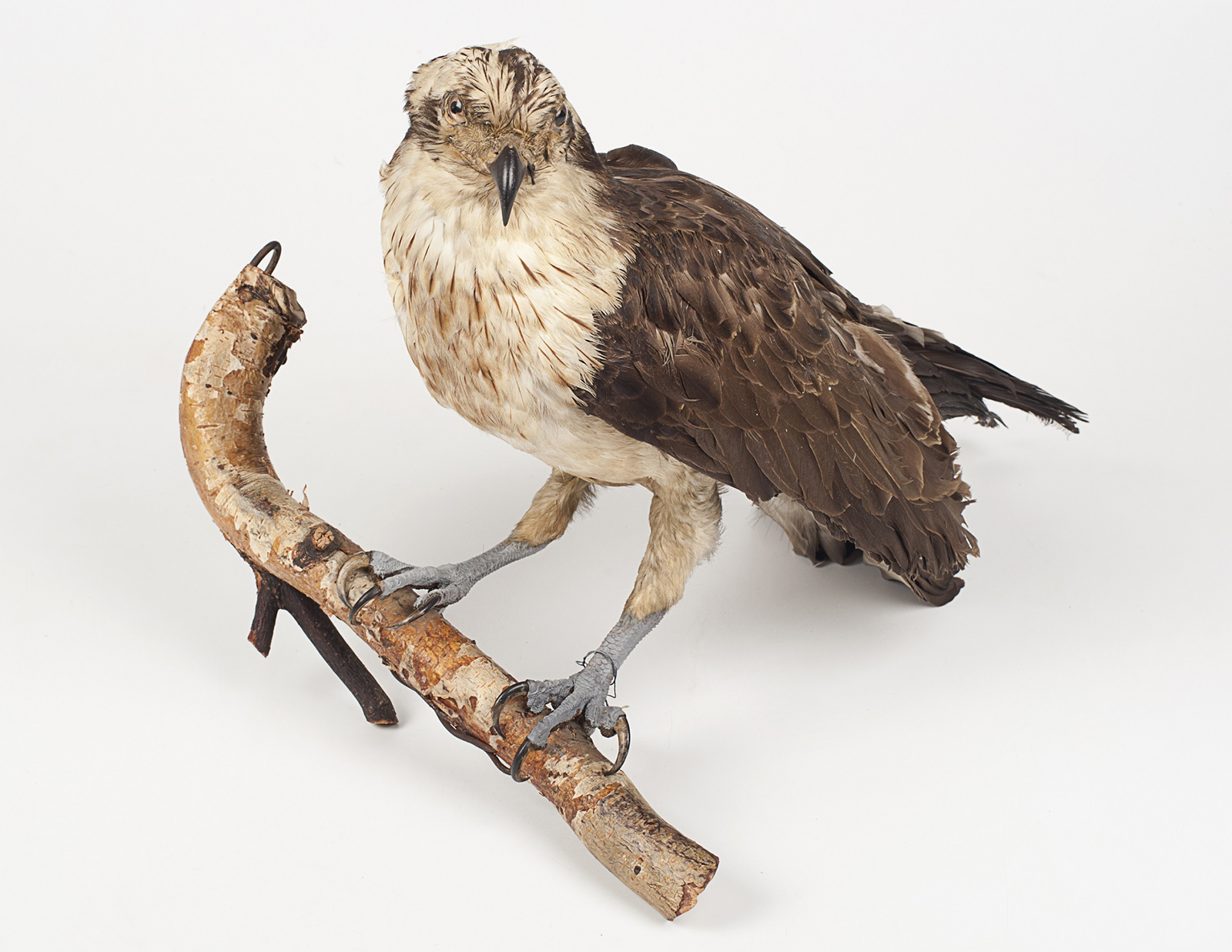 Выставка «Великолепный рыболов» – события на сайте «Московские Сезоны»