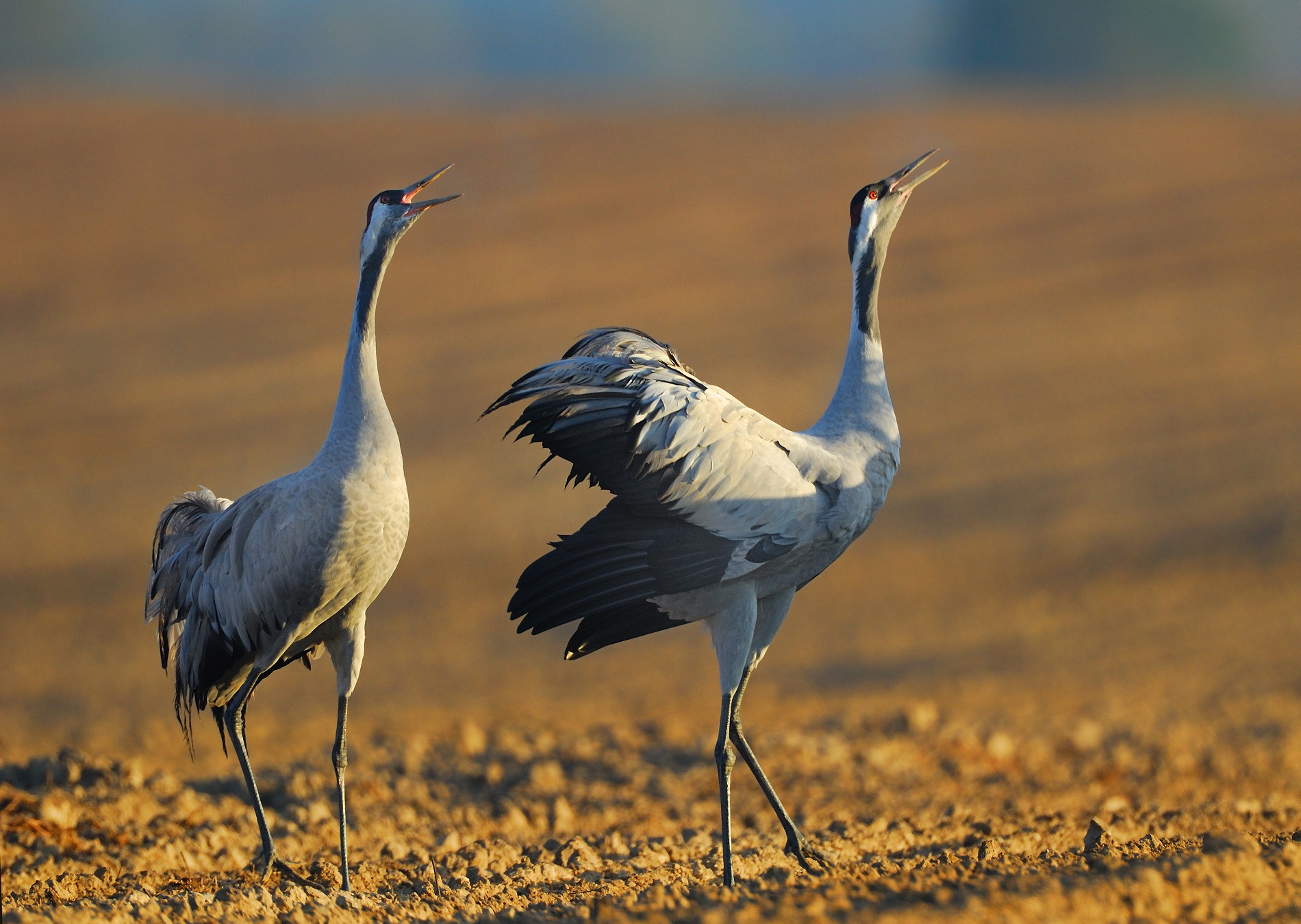 «Журавлиная родина» в Биологическом музее – события на сайте «Московские Сезоны»