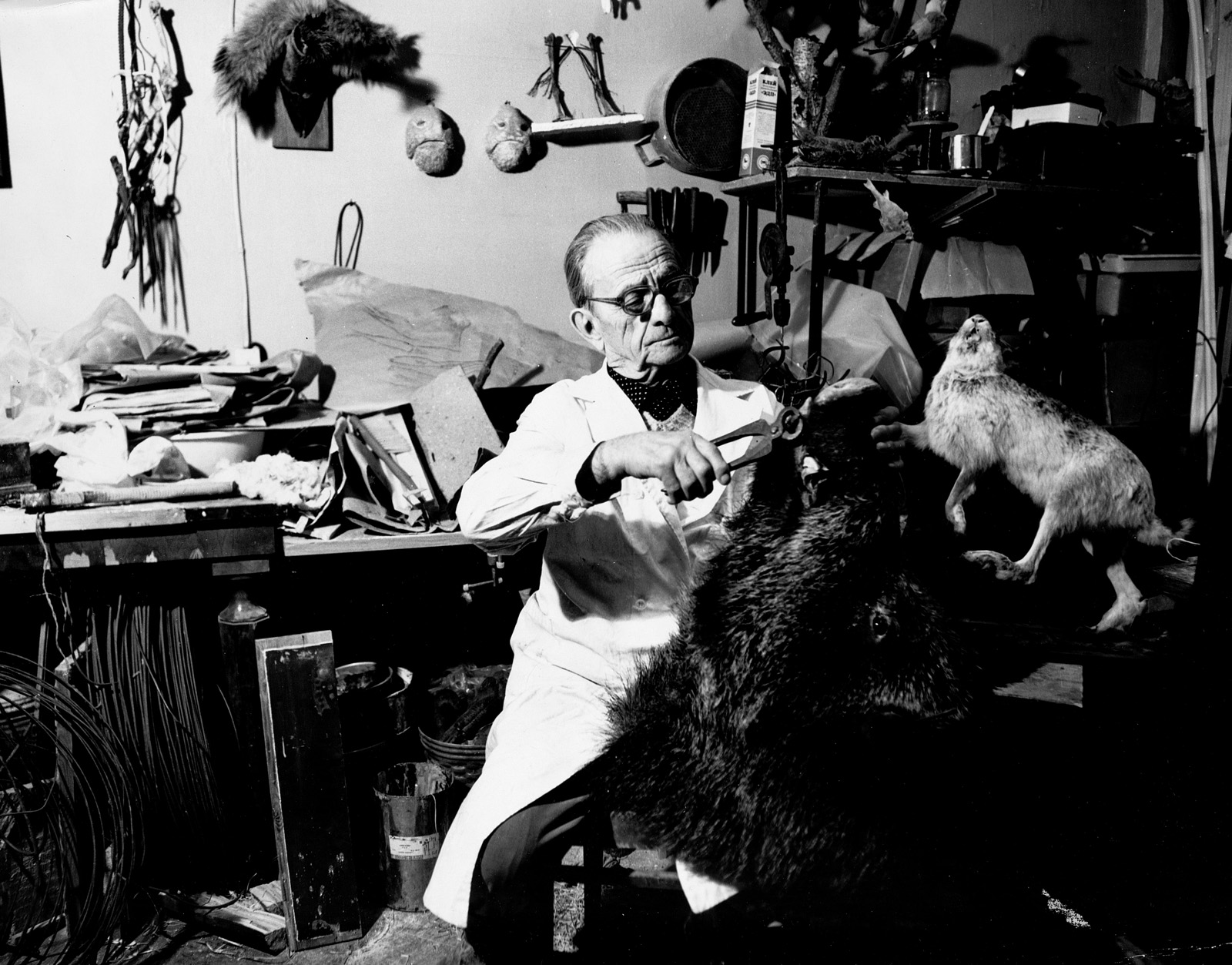 «Мастер таксидермии» в Дарвиновском музее – события на сайте «Московские Сезоны»