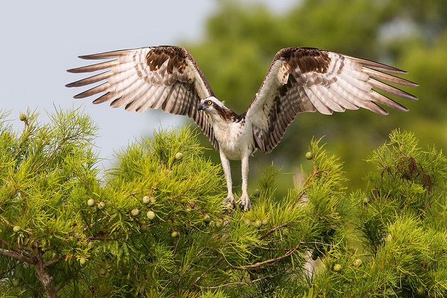 Встреча «Птица 2018 года — скопа» – события на сайте «Московские Сезоны»