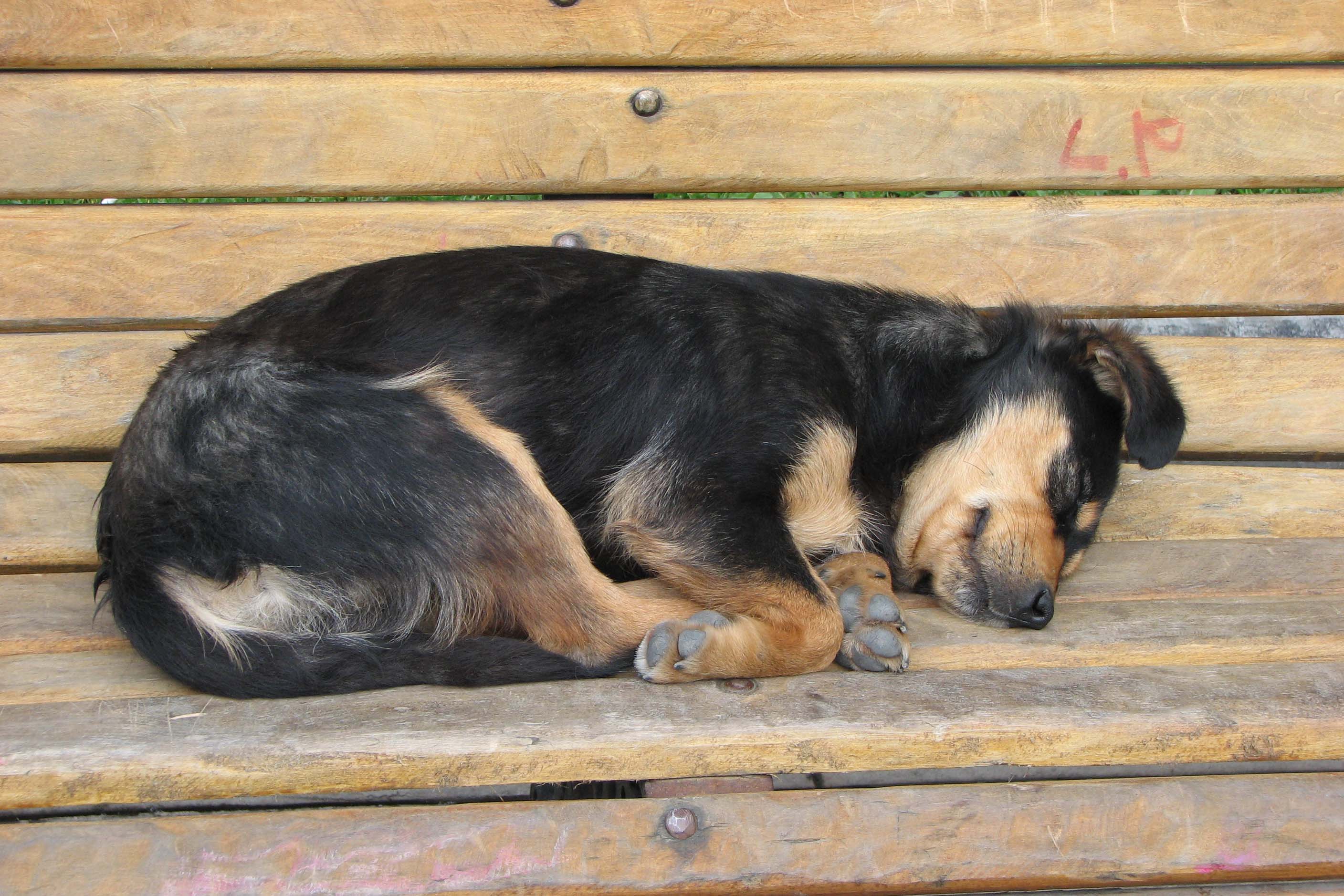 Фотовыставка «Собаки мира» – события на сайте «Московские Сезоны»