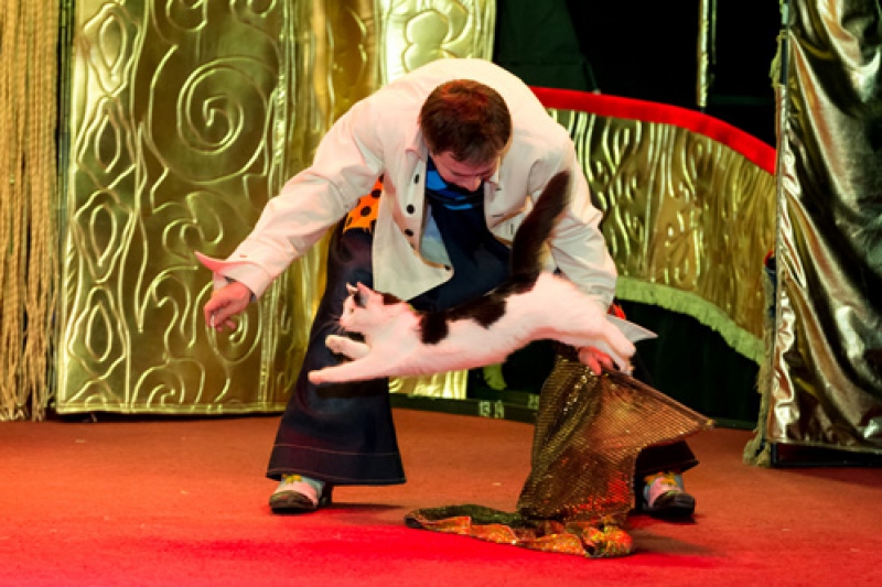 Спектакль «Cats-шоу» – события на сайте «Московские Сезоны»