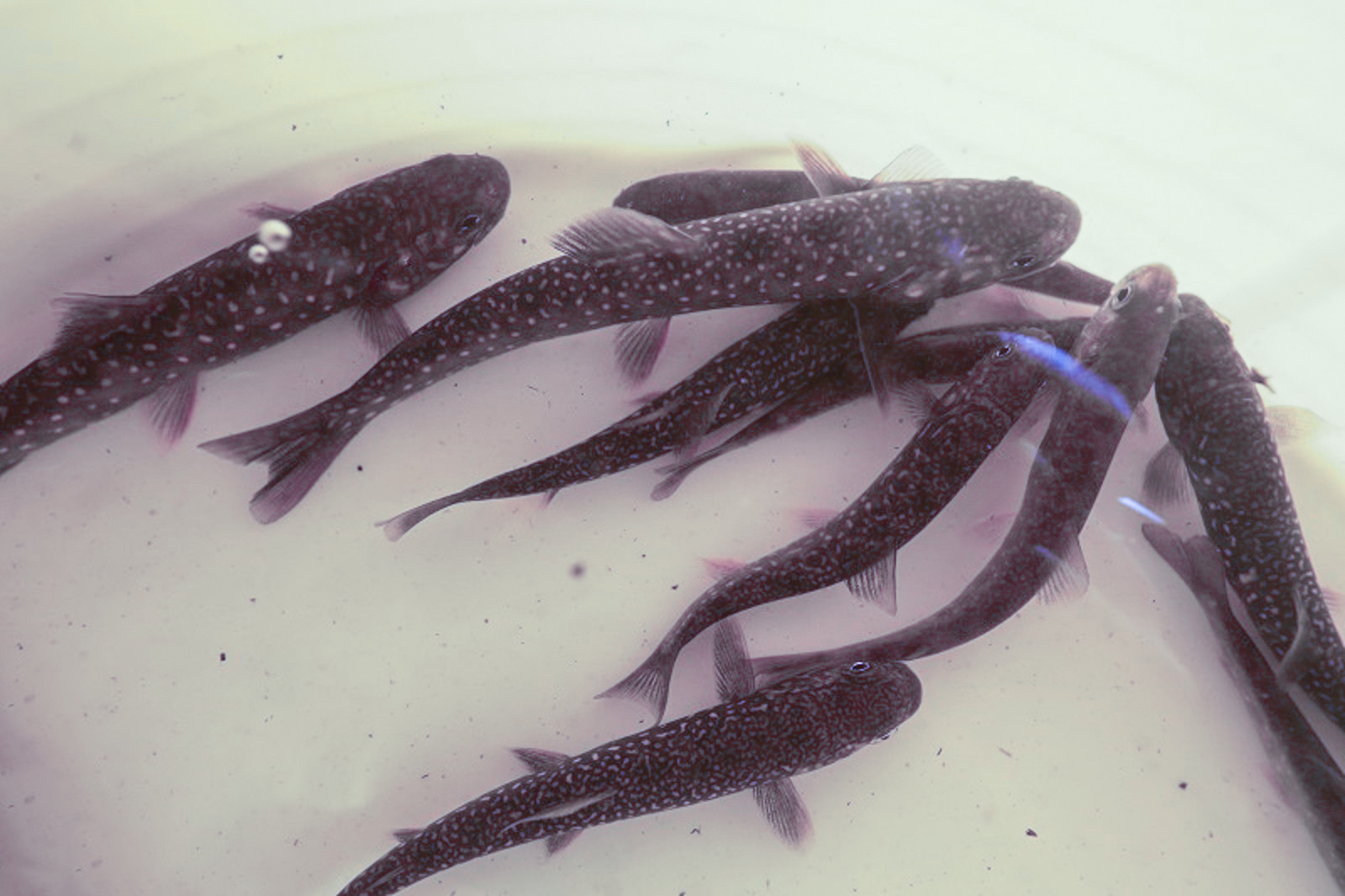 Семинар о лососевых рыбах в Биологическом музее – события на сайте «Московские Сезоны»