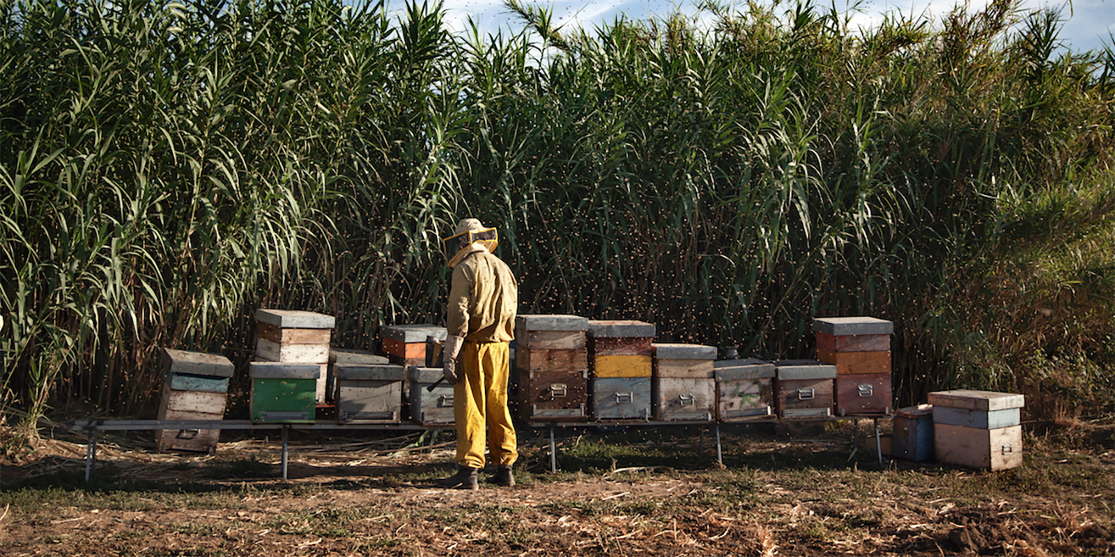 «Чудеса» в сети кинотеатров «Москино» – события на сайте «Московские Сезоны»