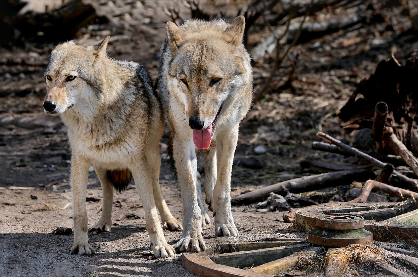 «Летний лекторий» Московского зоопарка – события на сайте «Московские Сезоны»
