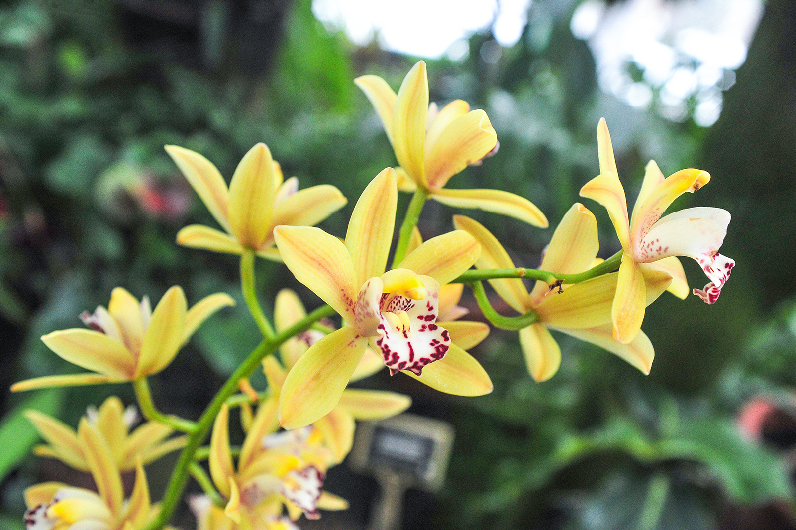 «Цветы мая и садовые орхидеи» в Биологическом музее – события на сайте «Московские Сезоны»