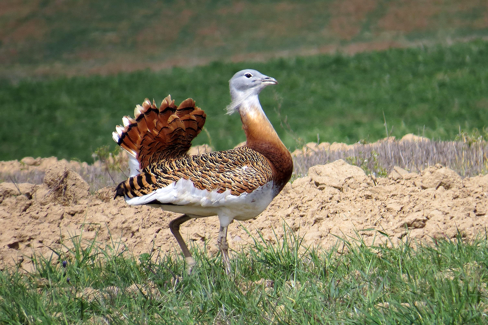 Лекция о дрофе Otis tarda в Московском зоопарке – события на сайте «Московские Сезоны»