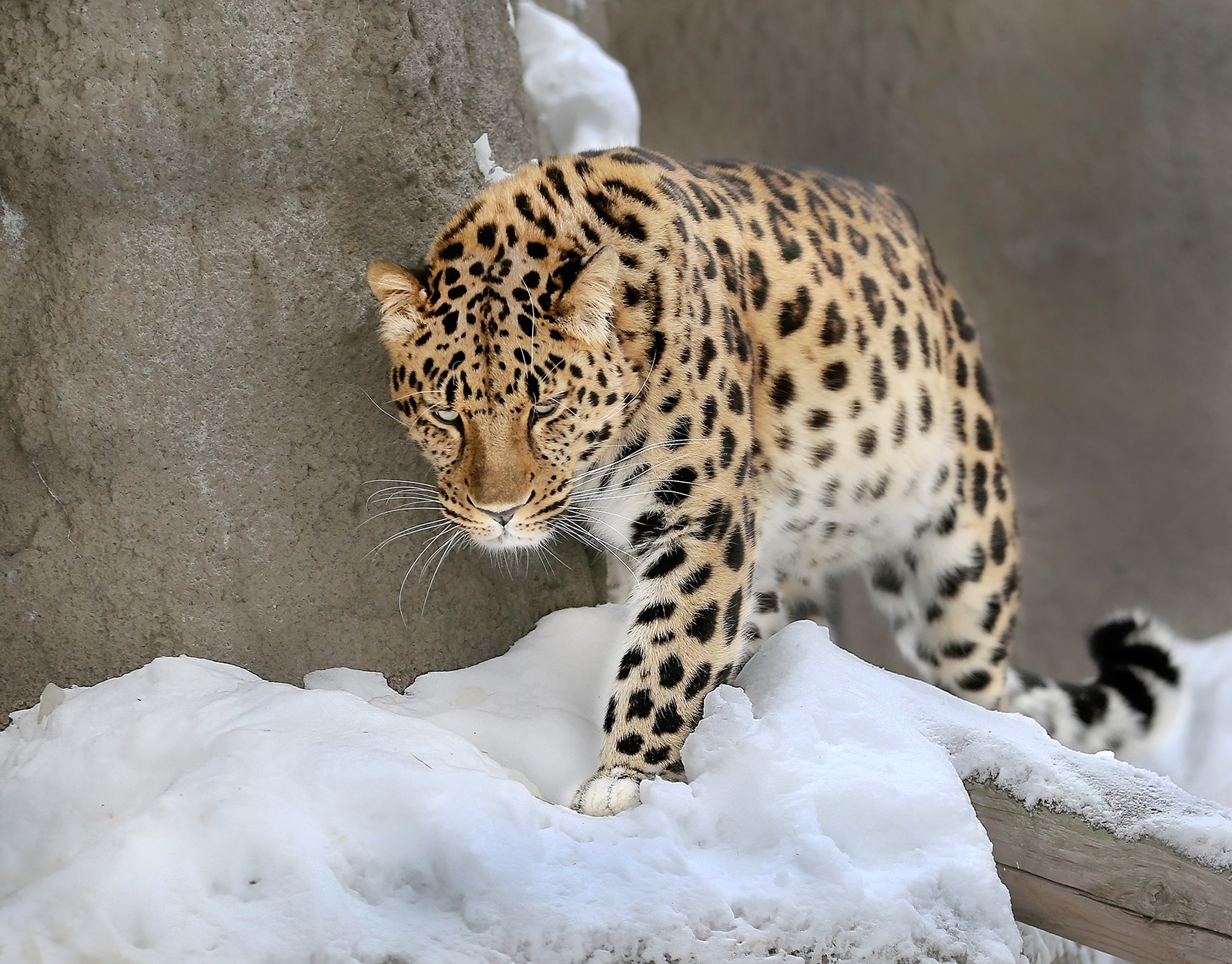 «Красная книга России и мира» в Московском зоопарке – события на сайте «Московские Сезоны»