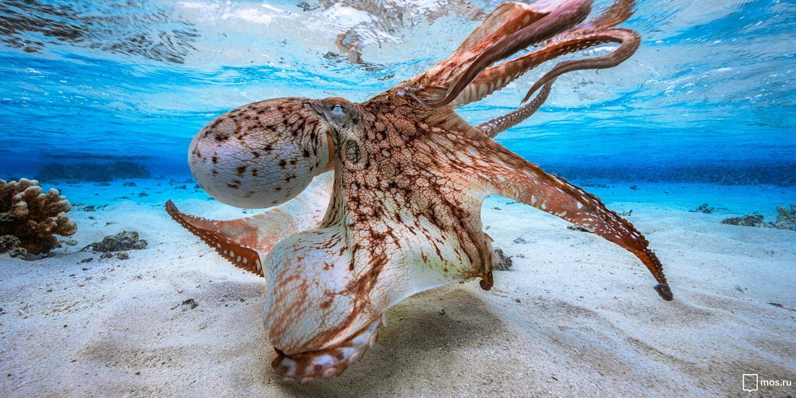 «Пугающая бездна» в Дарвиновском музее – события на сайте «Московские Сезоны»