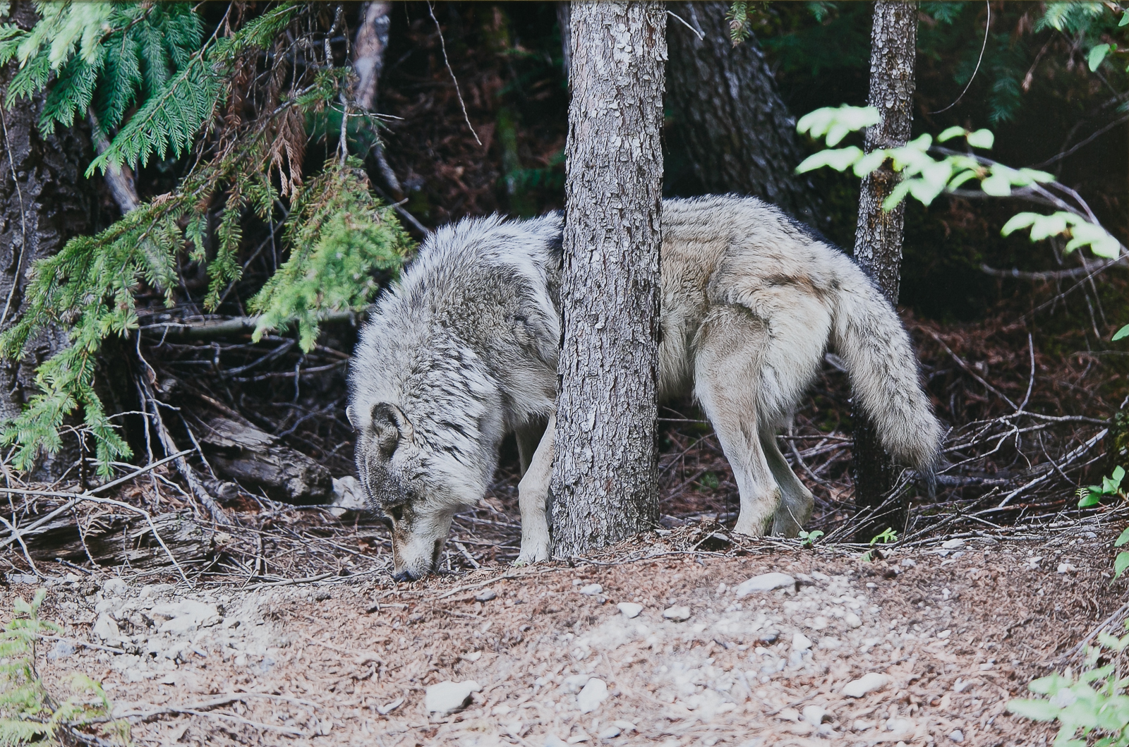 Выставка «О хищнике сером замолвите слово» – события на сайте «Московские Сезоны»