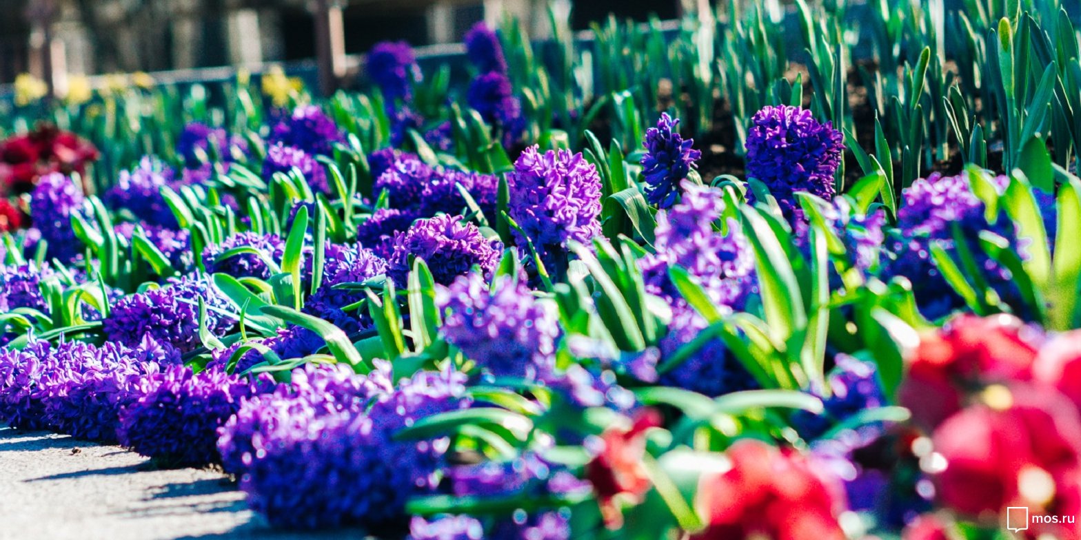 «Московская весна a cappella» в парке «Сокольники» – события на сайте «Московские Сезоны»