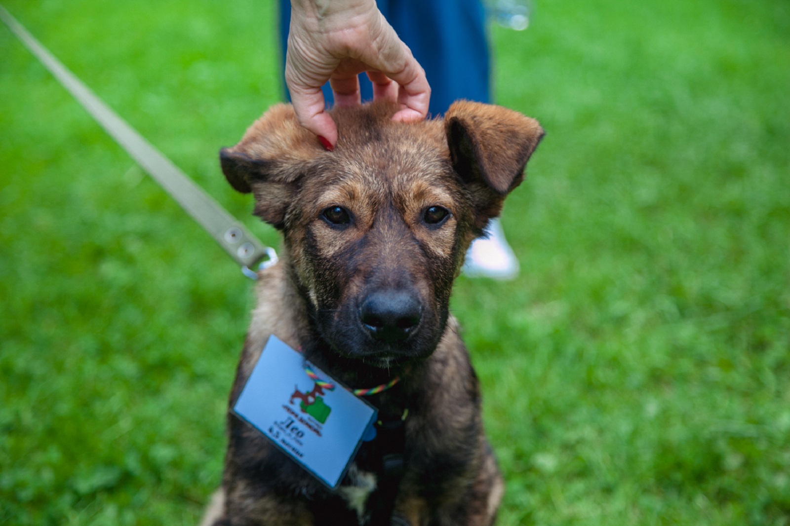Выставка собак из муниципального приюта в парке «Сокольники» – события на сайте «Московские Сезоны»