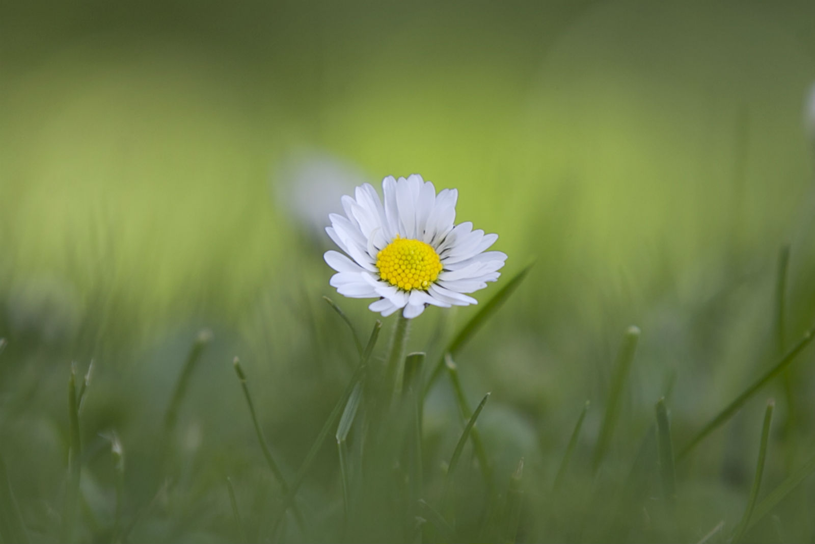 «Среда обитания. Тенистыми аллеями» в музее-заповеднике «Царицыно» – события на сайте «Московские Сезоны»