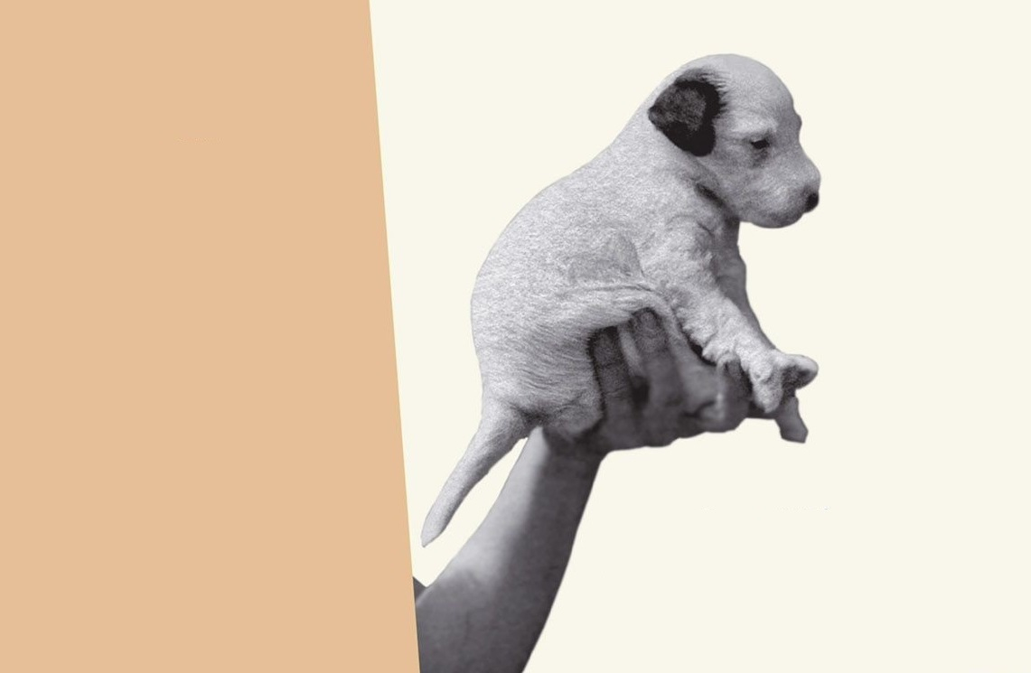 Встреча «Знакомьтесь: Дашенька» – события на сайте «Московские Сезоны»