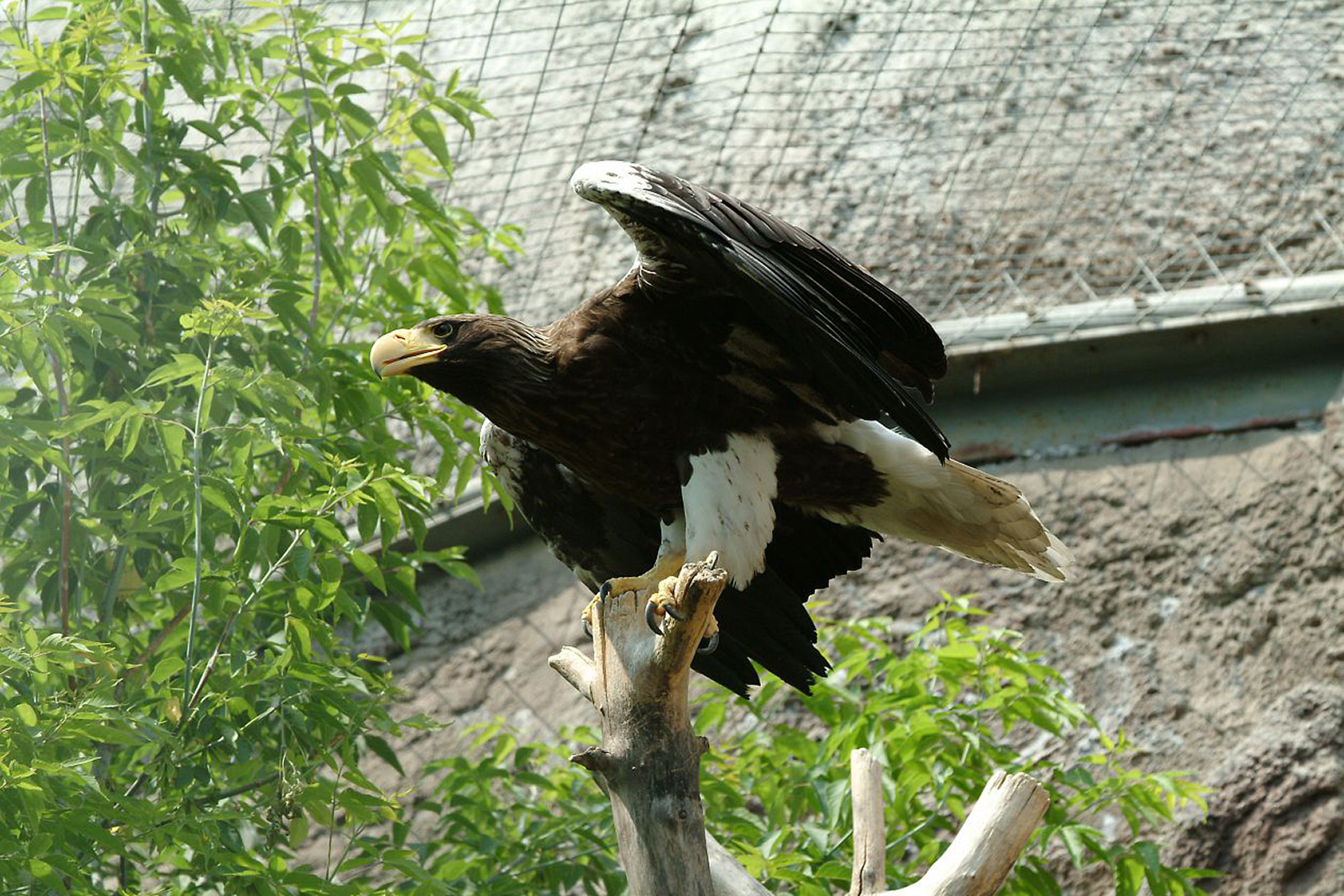 Лекция о белоплечем орлане в Доме Клюева – события на сайте «Московские Сезоны»