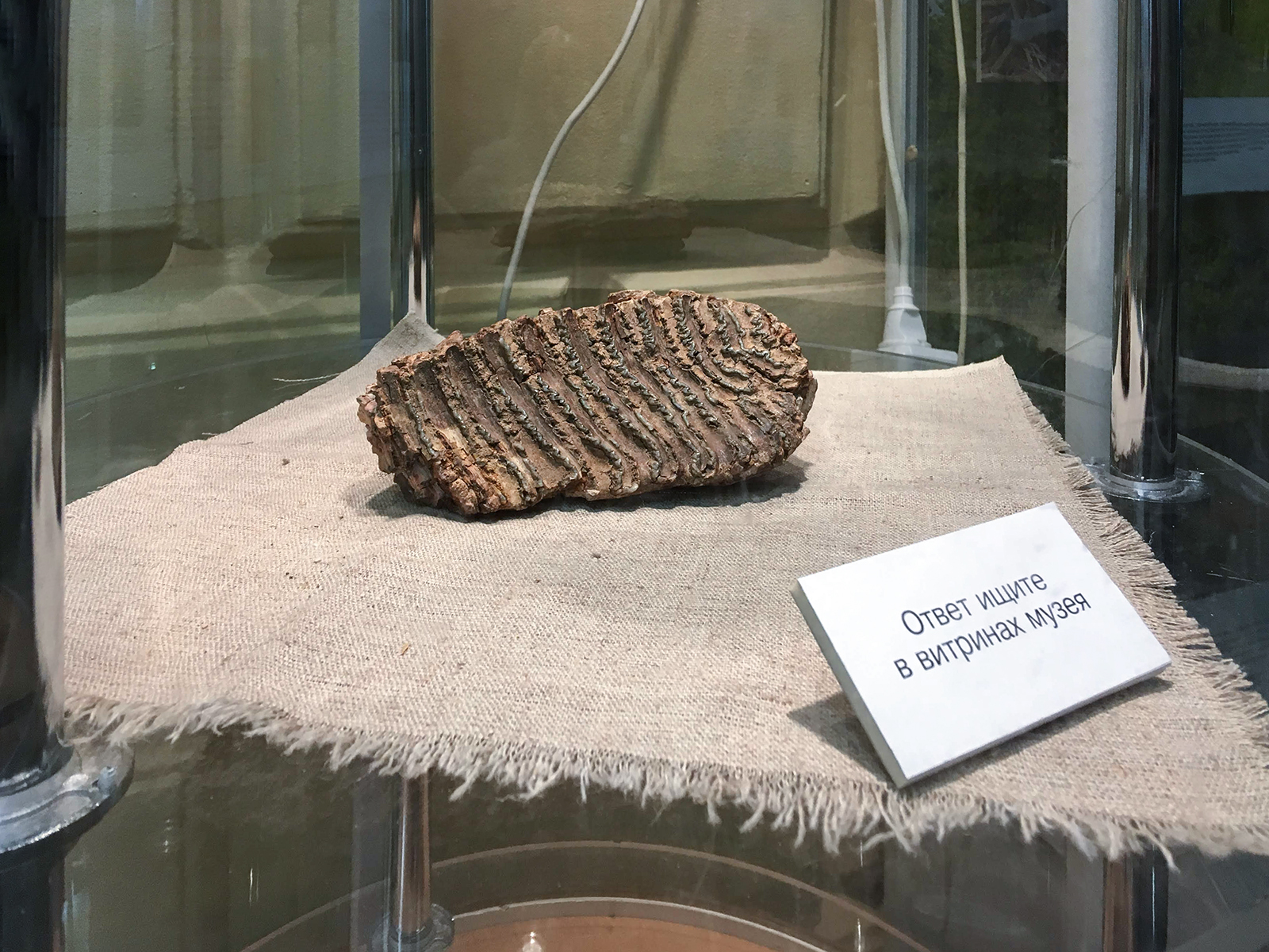 «Неопознанный биологический объект № 5» в Биологическом музее – события на сайте «Московские Сезоны»