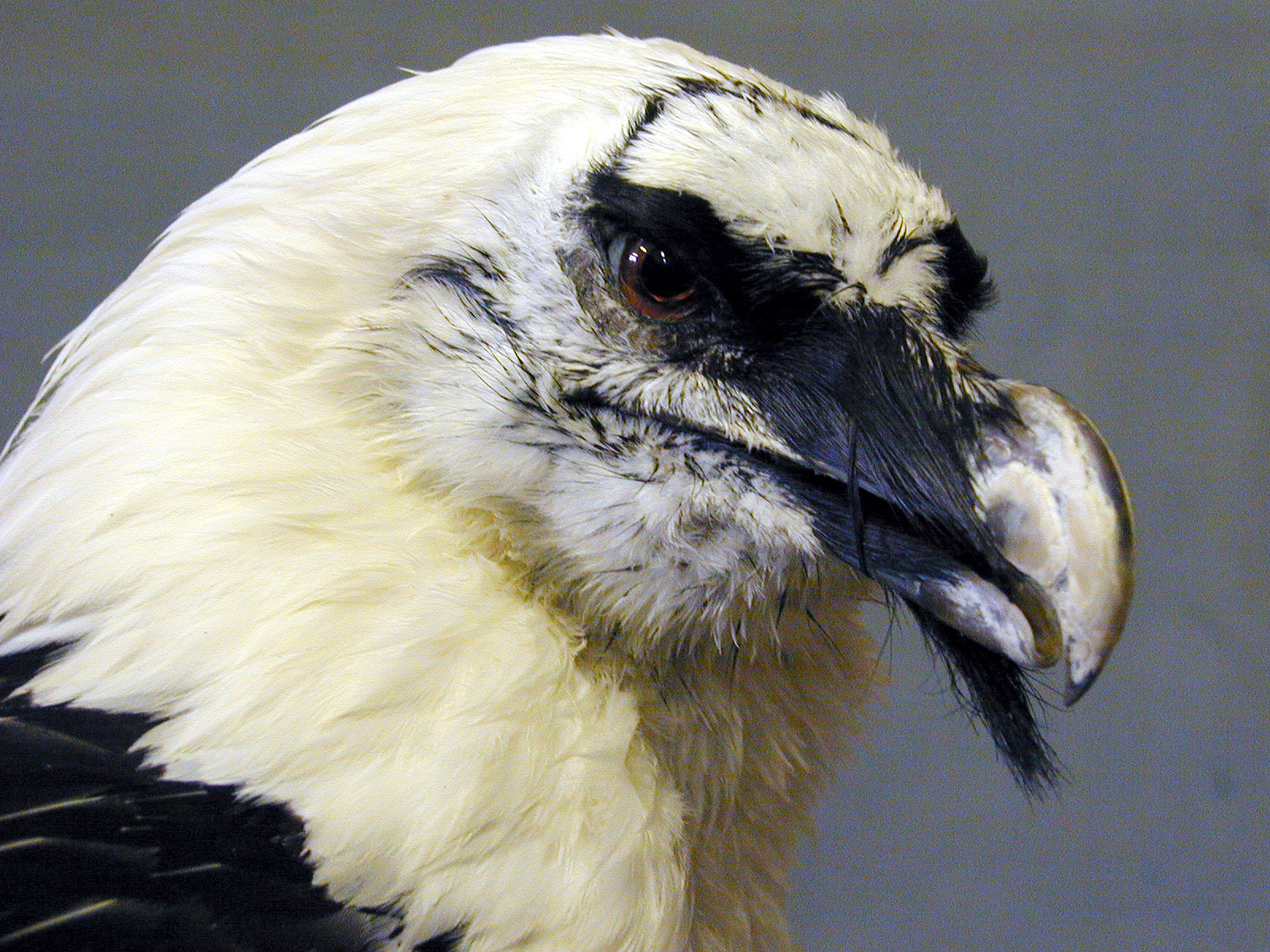 Программа «Усачи & бородачи» – события на сайте «Московские Сезоны»