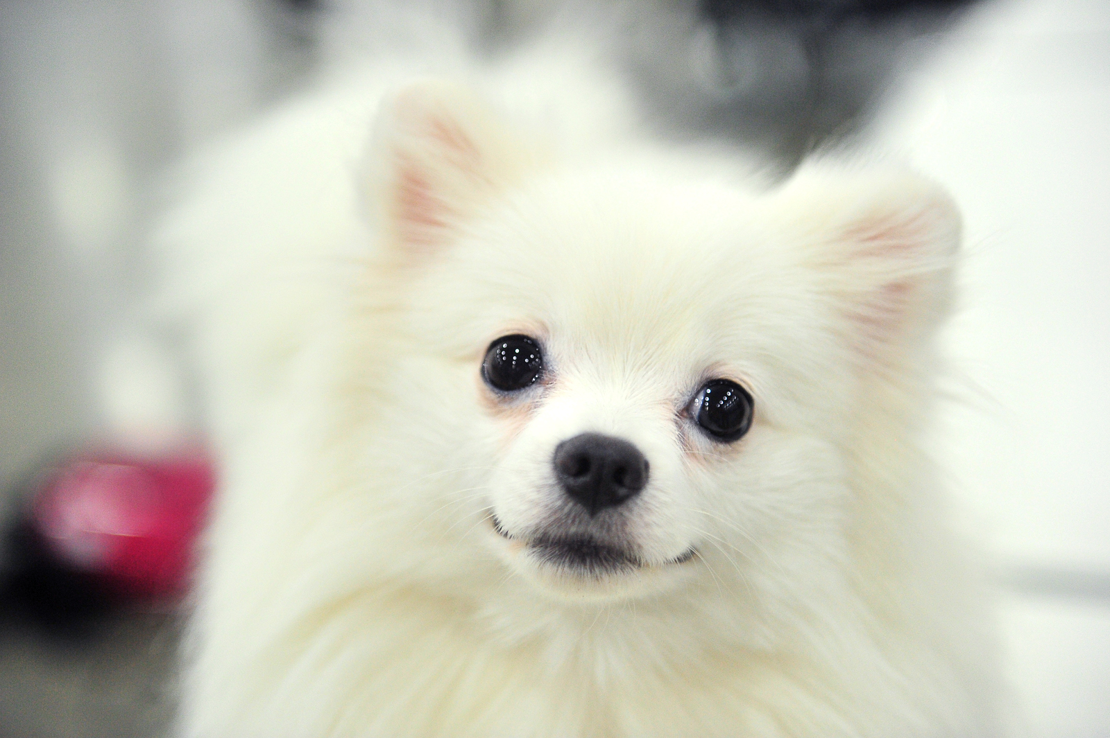 Лекция «Домашние животные и их дикие родственники» в Московском зоопарке – события на сайте «Московские Сезоны»