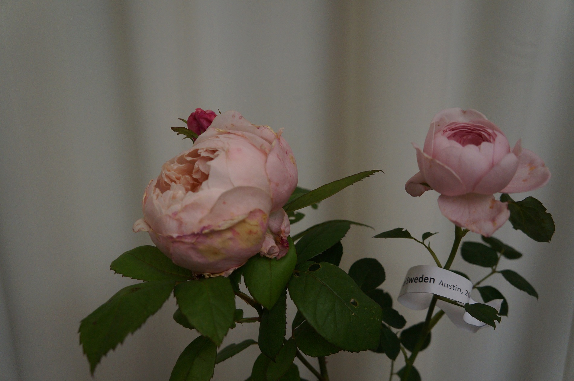 Выставка «Розы» – события на сайте «Московские Сезоны»