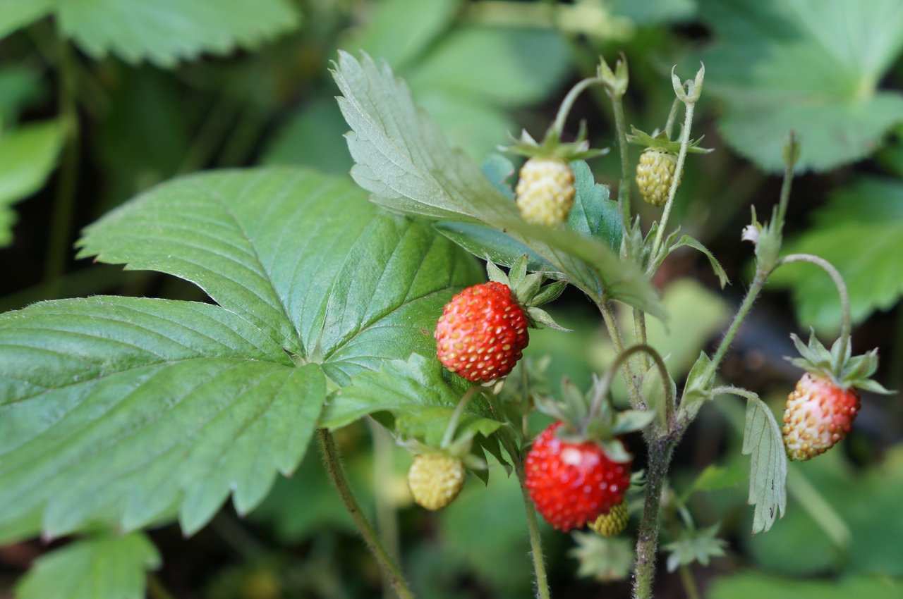 Фестиваль «Секреты цветного лета» – события на сайте «Московские Сезоны»