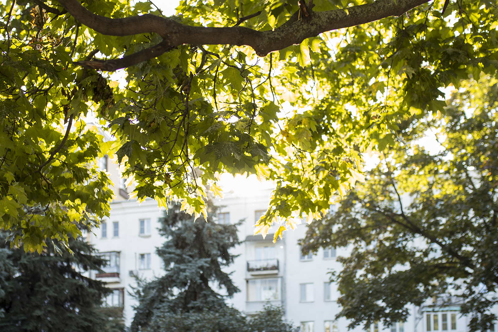Фестиваль «Летние дни» в саду имени Баумана – события на сайте «Московские Сезоны»