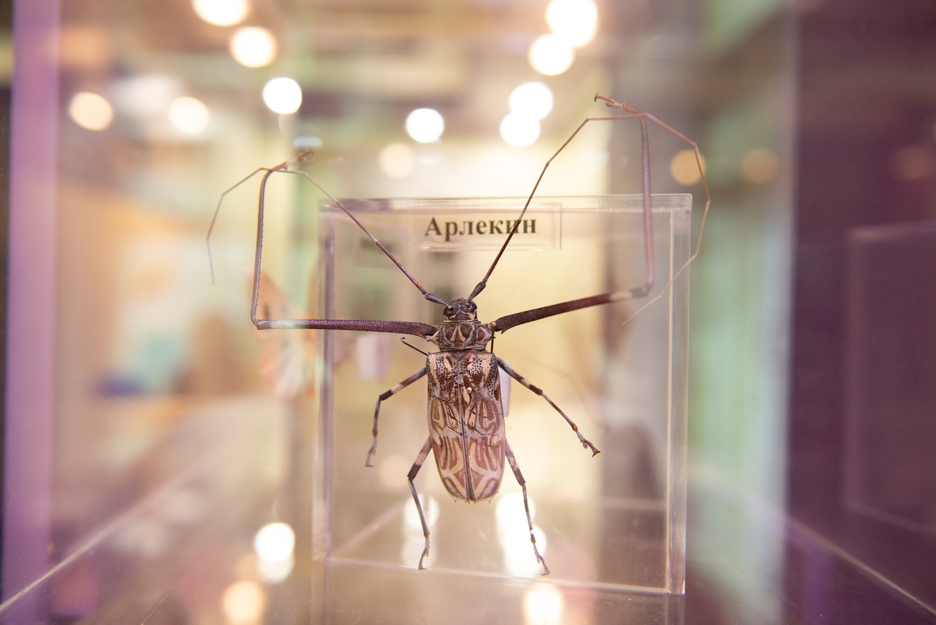 Праздник «БукашкиФест» – события на сайте «Московские Сезоны»
