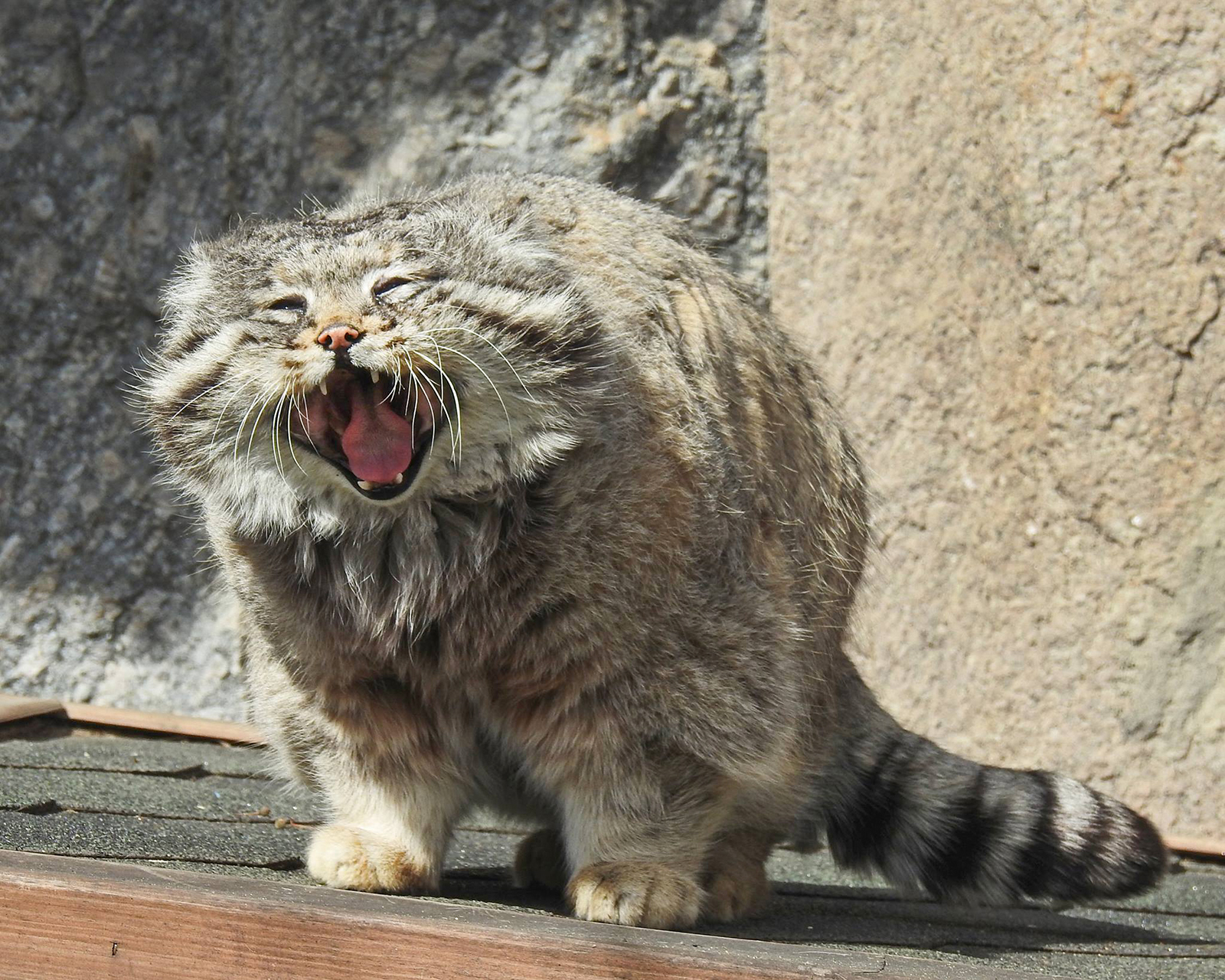 Лекция о манулах в Московском зоопарке – события на сайте «Московские Сезоны»