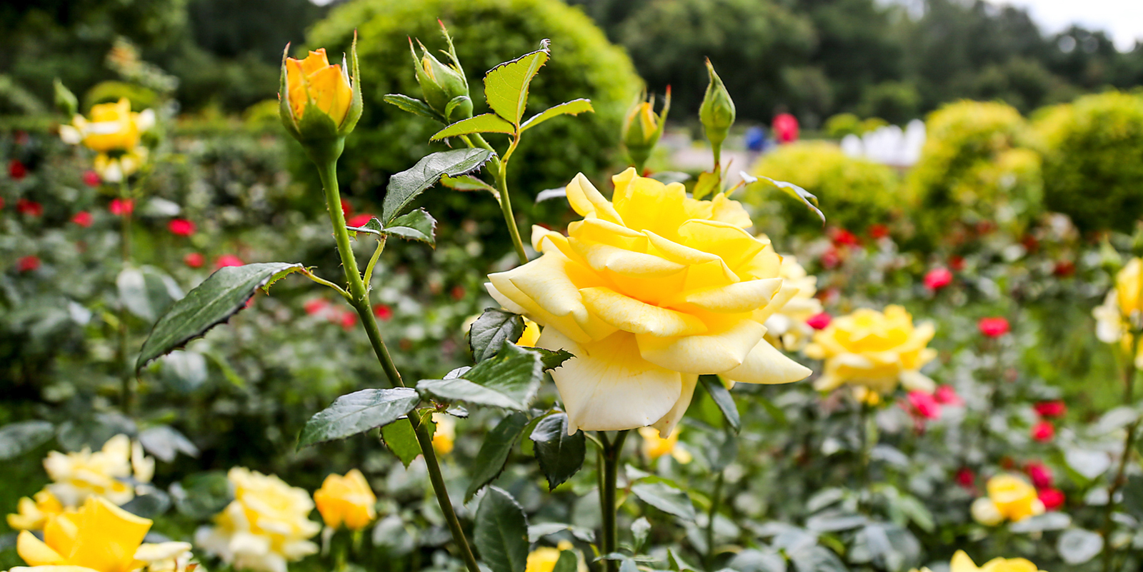 «Цветущая классика» в «Аптекарском огороде» – события на сайте «Московские Сезоны»