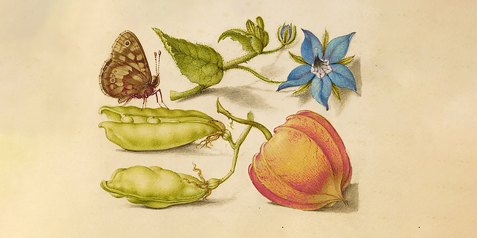 «Ботаническая иллюстрация» в Музее Скрябина – события на сайте «Московские Сезоны»