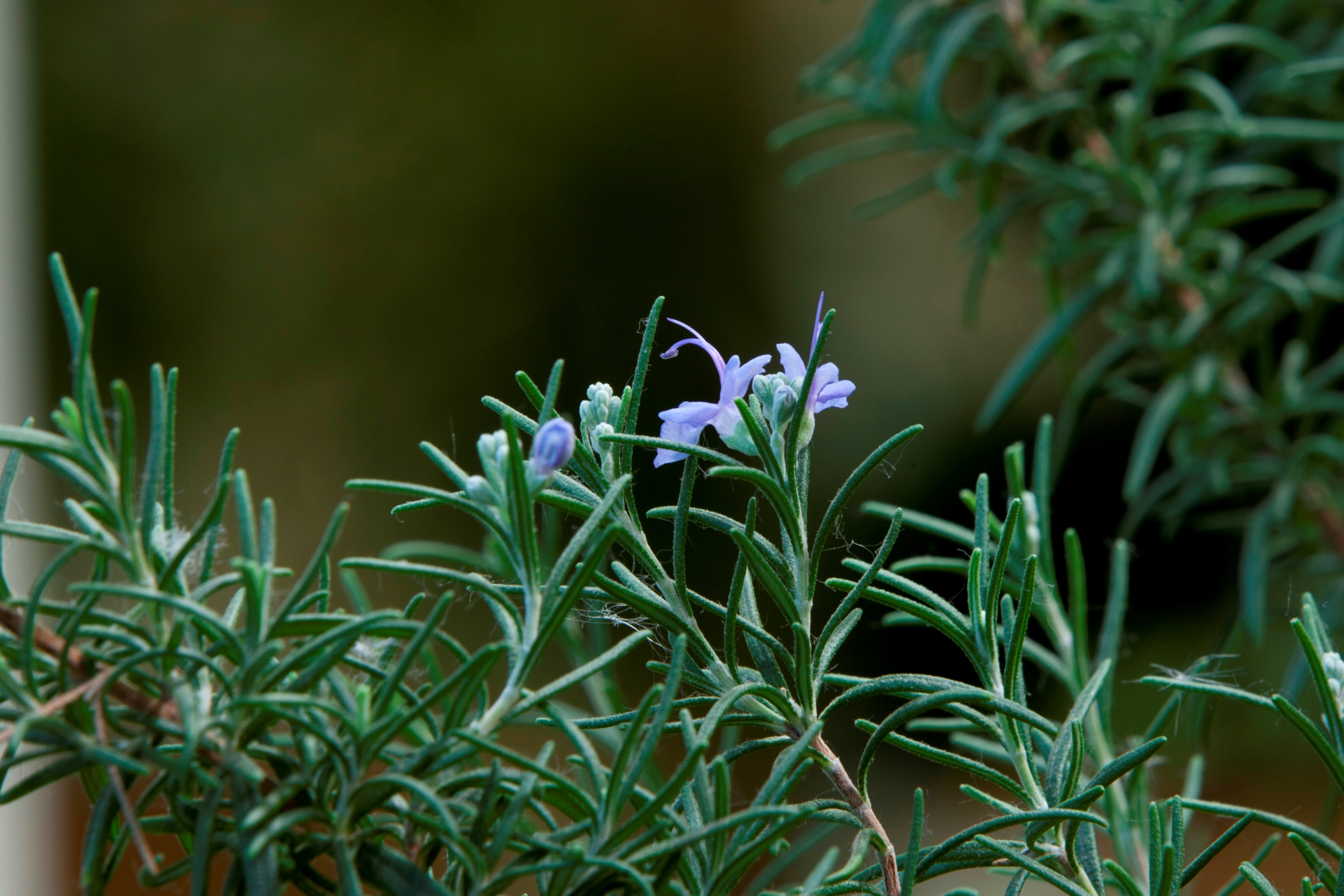 Ботаническая беседа «По следам Колумба» – события на сайте «Московские Сезоны»