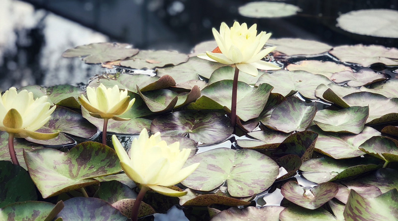 «Музыка для цветов» в «Аптекарском огороде» – события на сайте «Московские Сезоны»
