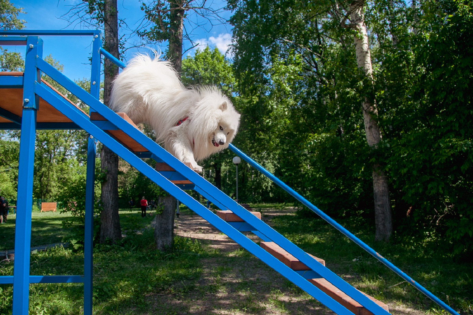 Собачье шоу в «Сокольниках» – события на сайте «Московские Сезоны»