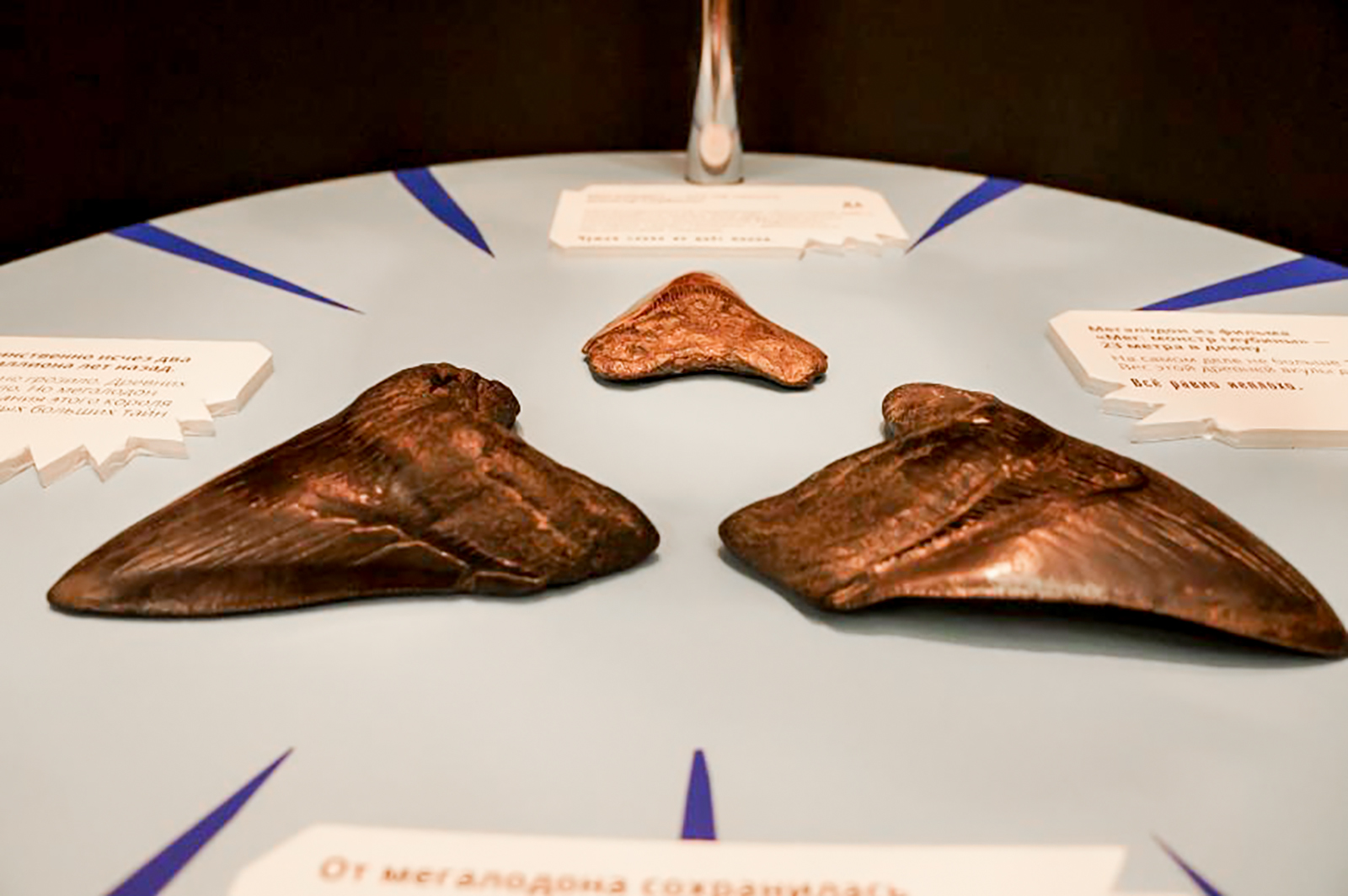 «Зуб за зуб» в Биологическом музее имени К.А. Тимирязева – события на сайте «Московские Сезоны»