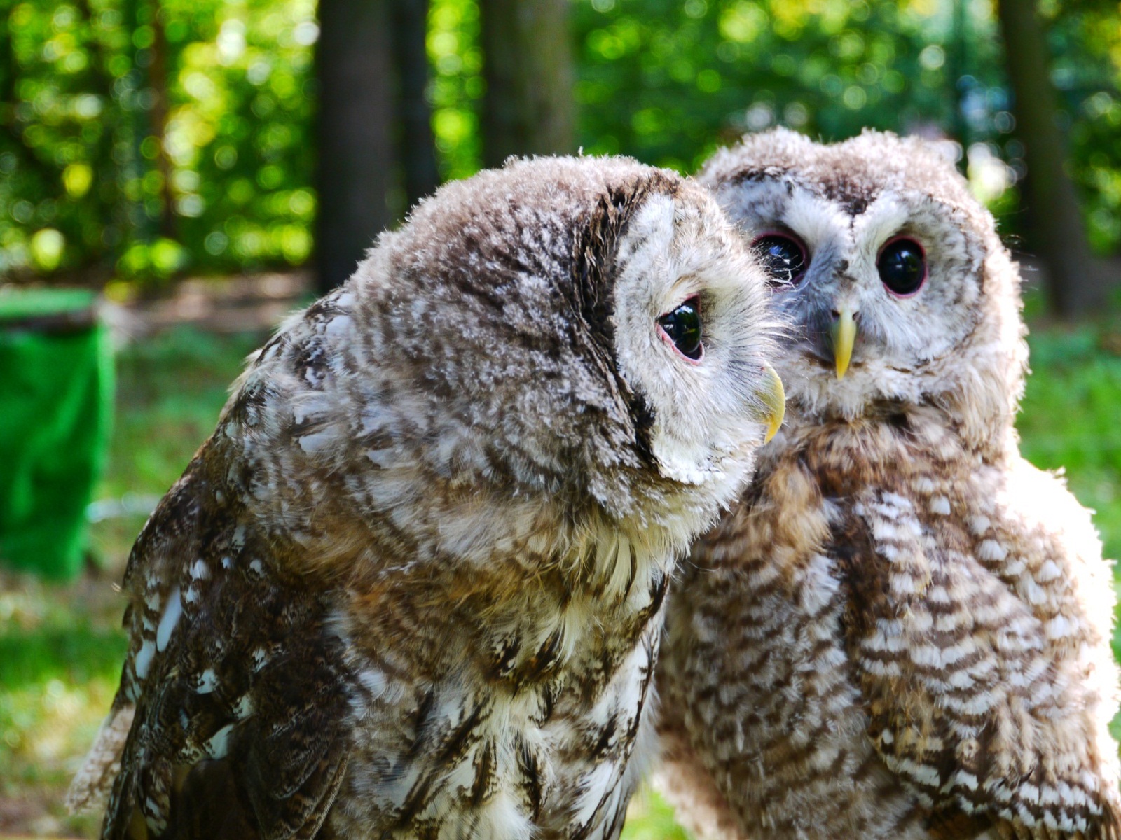 Юбилей орнитария в «Сокольниках» – события на сайте «Московские Сезоны»