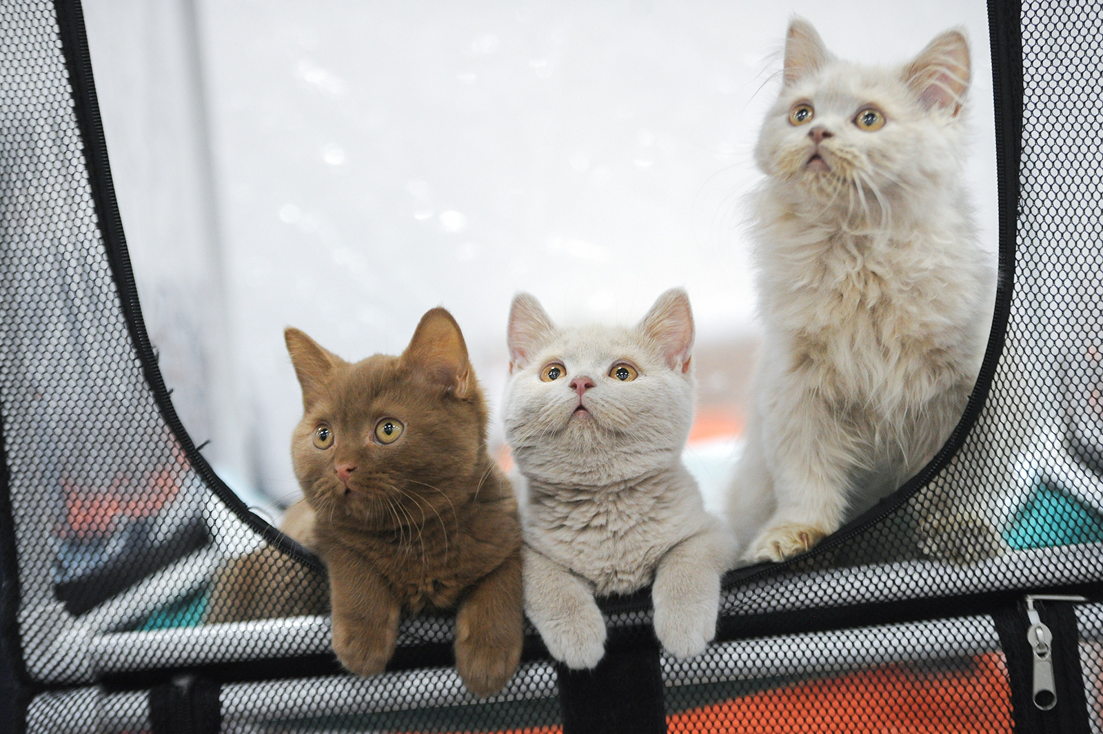 Мастер-класс по дрессировке животных в Перовском парке – события на сайте «Московские Сезоны»