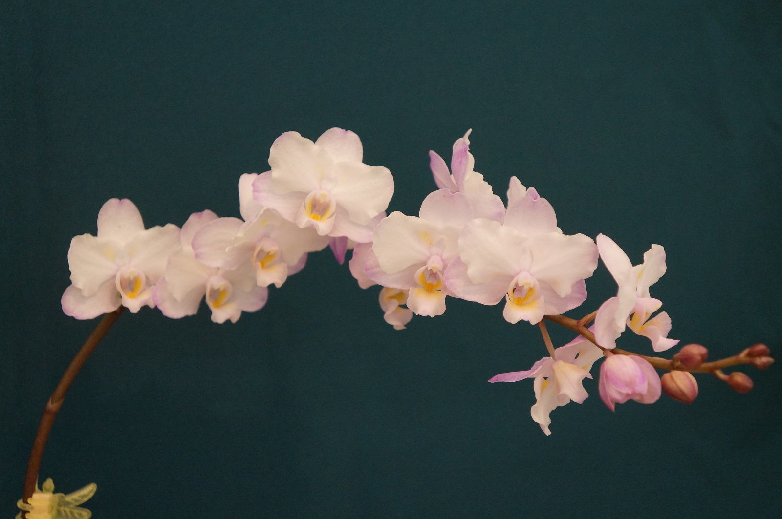 Выставка «Планета орхидей» – события на сайте «Московские Сезоны»