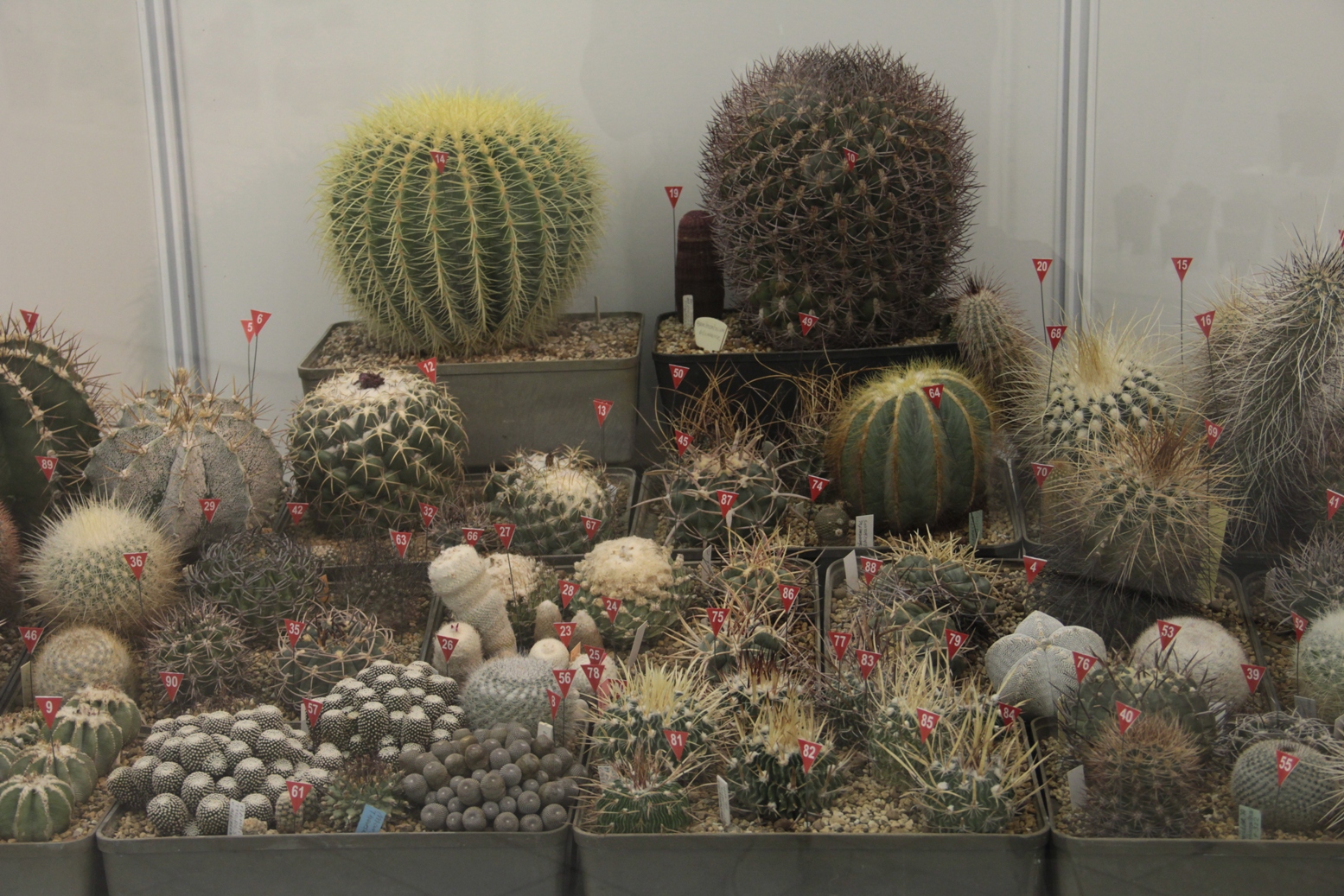 Выставка «Кактусы и комнатные растения» – события на сайте «Московские Сезоны»