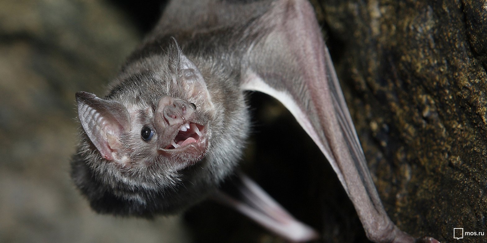 «Ночь кино» в Московском зоопарке – события на сайте «Московские Сезоны»