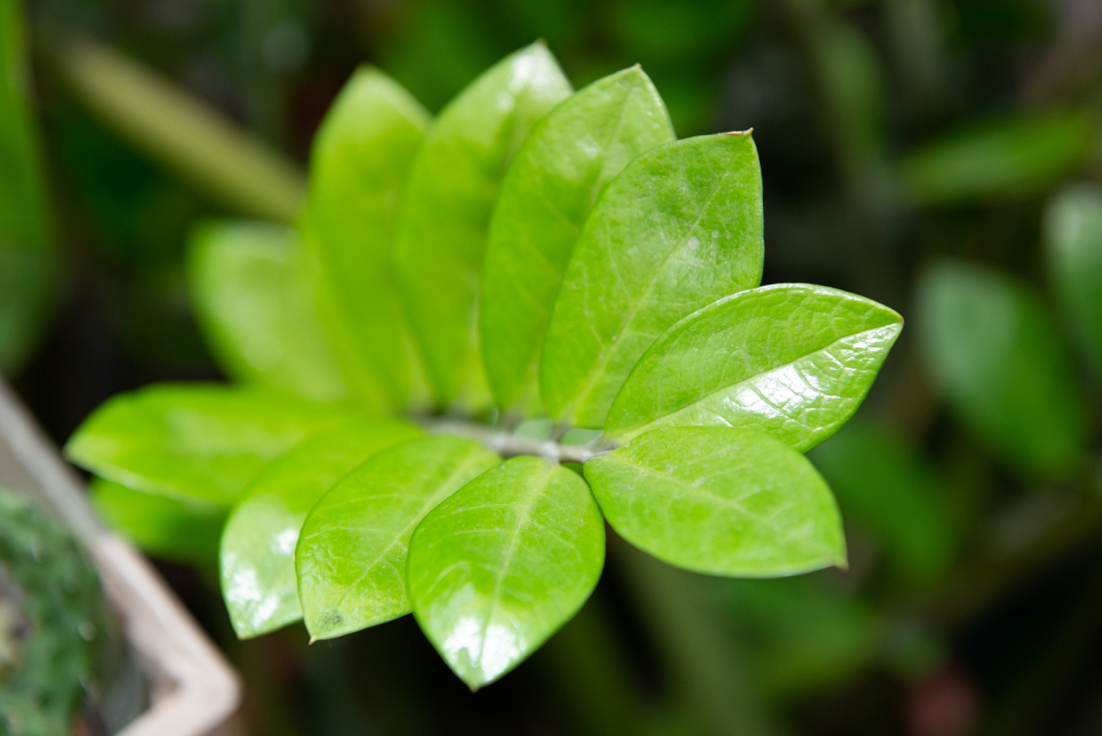 «Комнатные растения» в Биологическом музее – события на сайте «Московские Сезоны»