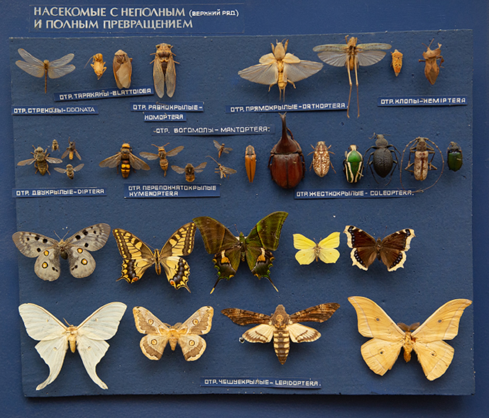 «Волшебник страны ос» в Биологическом музее – события на сайте «Московские Сезоны»