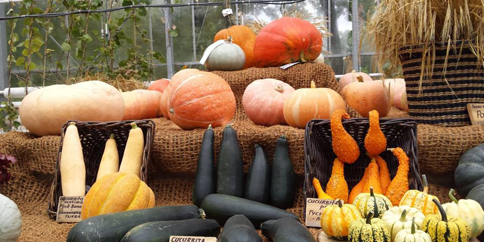 Выставка «Мир! Труд! Урожай!» в «Аптекарском огороде» – события на сайте «Московские Сезоны»