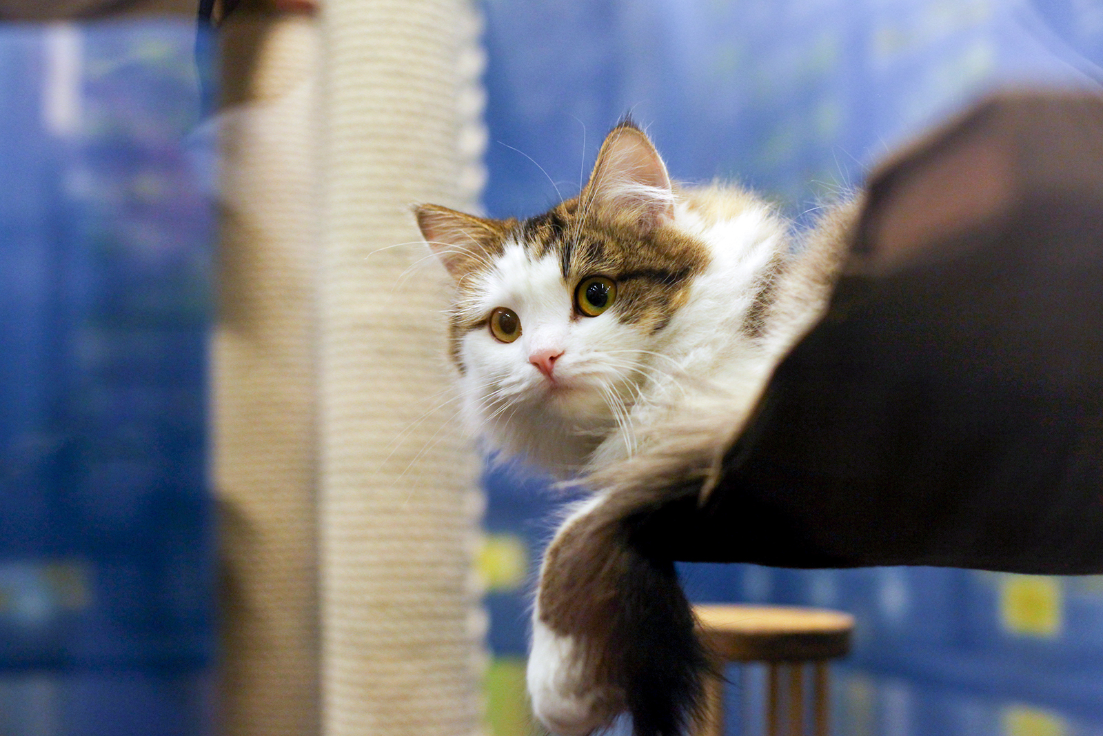 День города в Сиреневом саду – события на сайте «Московские Сезоны»