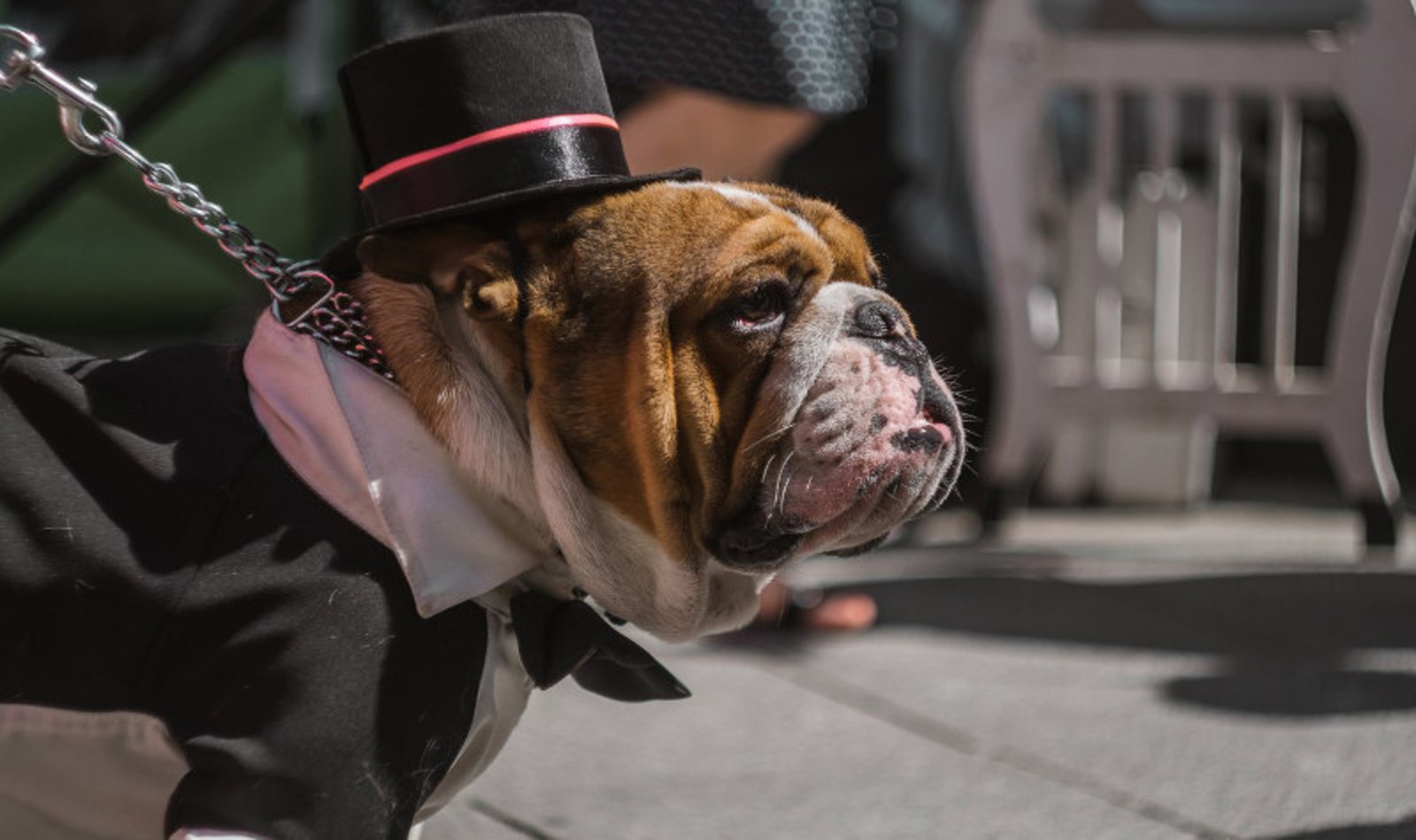 Фестиваль английских бульдогов в Лианозовском парке – события на сайте «Московские Сезоны»