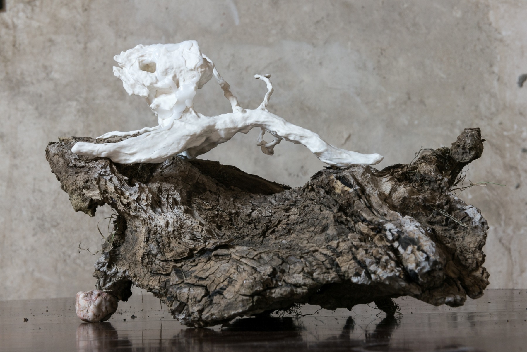 «Коллекция Розовой книги № 2» в Биологическом музее – события на сайте «Московские Сезоны»