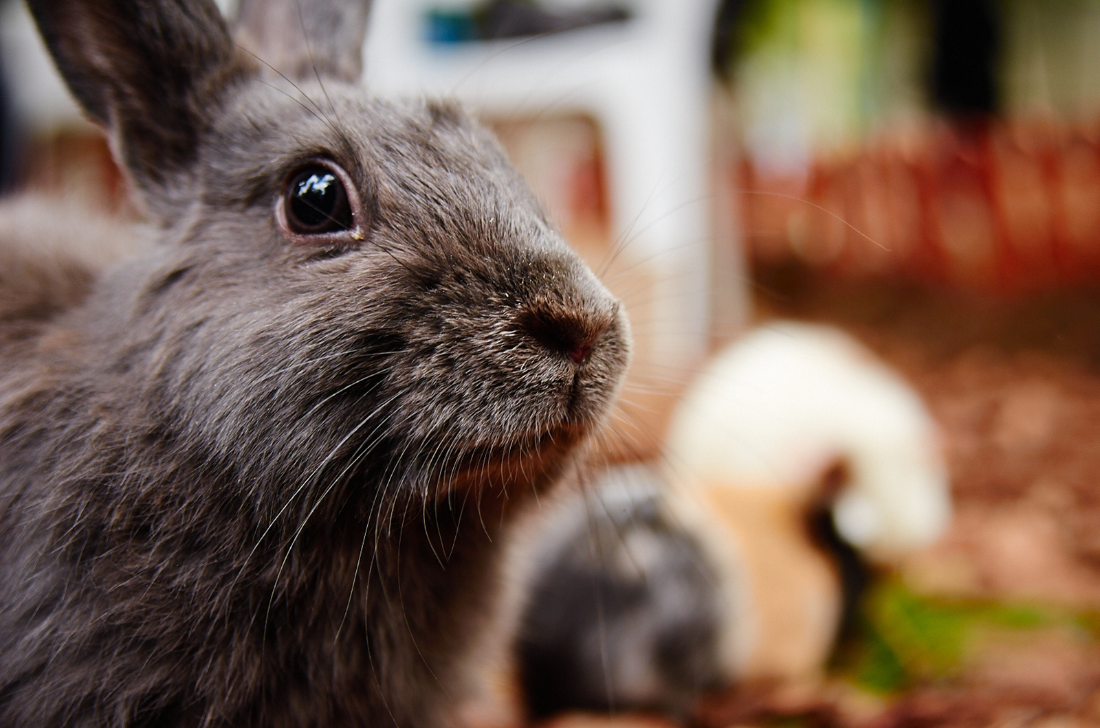 Рассказы о домашних млекопитающих в академии Московского зоопарка – события на сайте «Московские Сезоны»