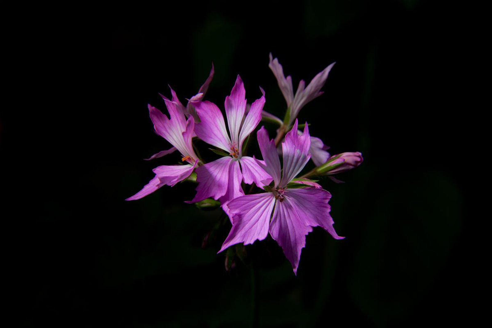 «Огненная герань» в музее-заповеднике «Царицыно» – события на сайте «Московские Сезоны»