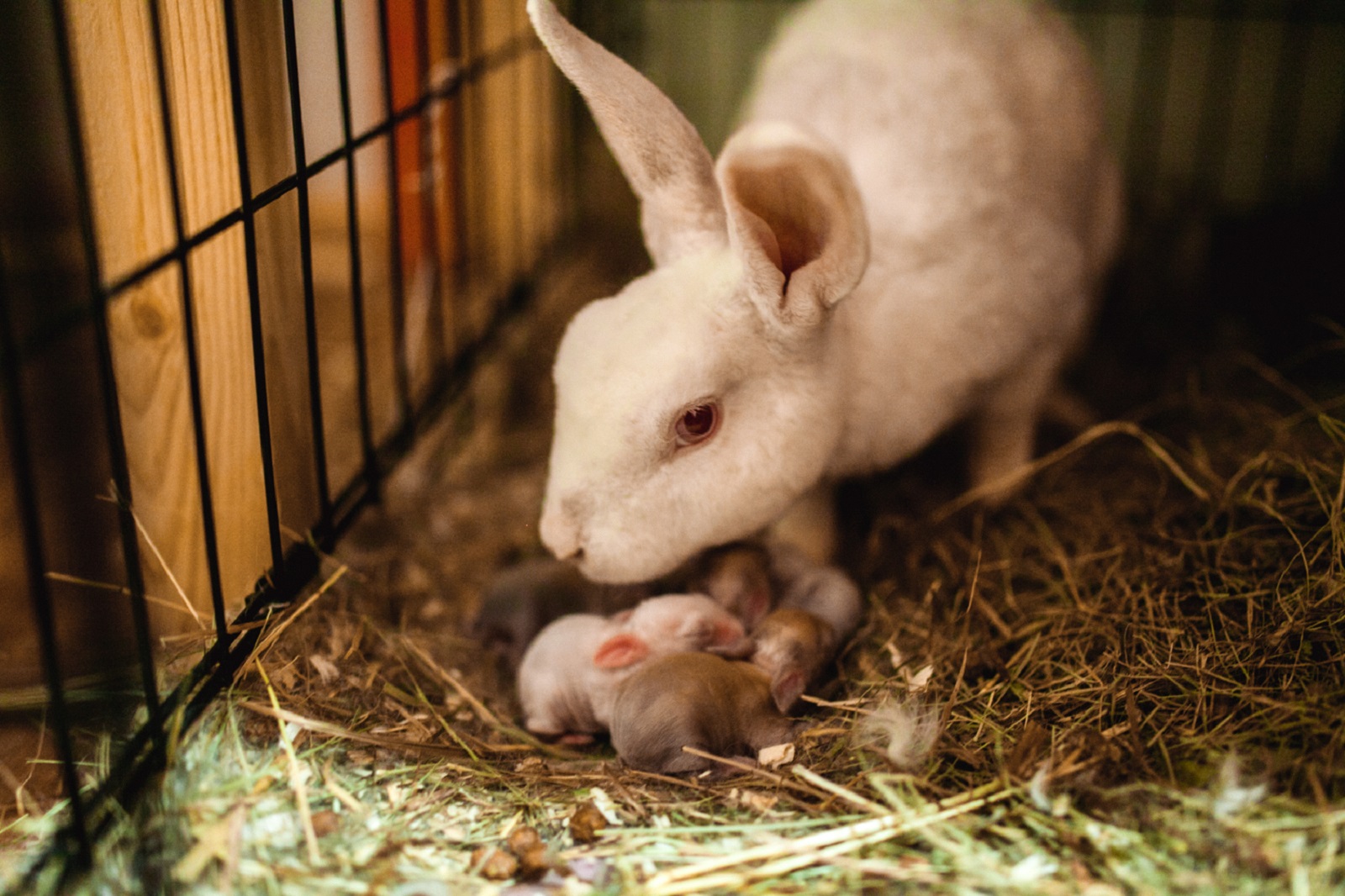 Международный день кролика в парке «Сокольники» – события на сайте «Московские Сезоны»