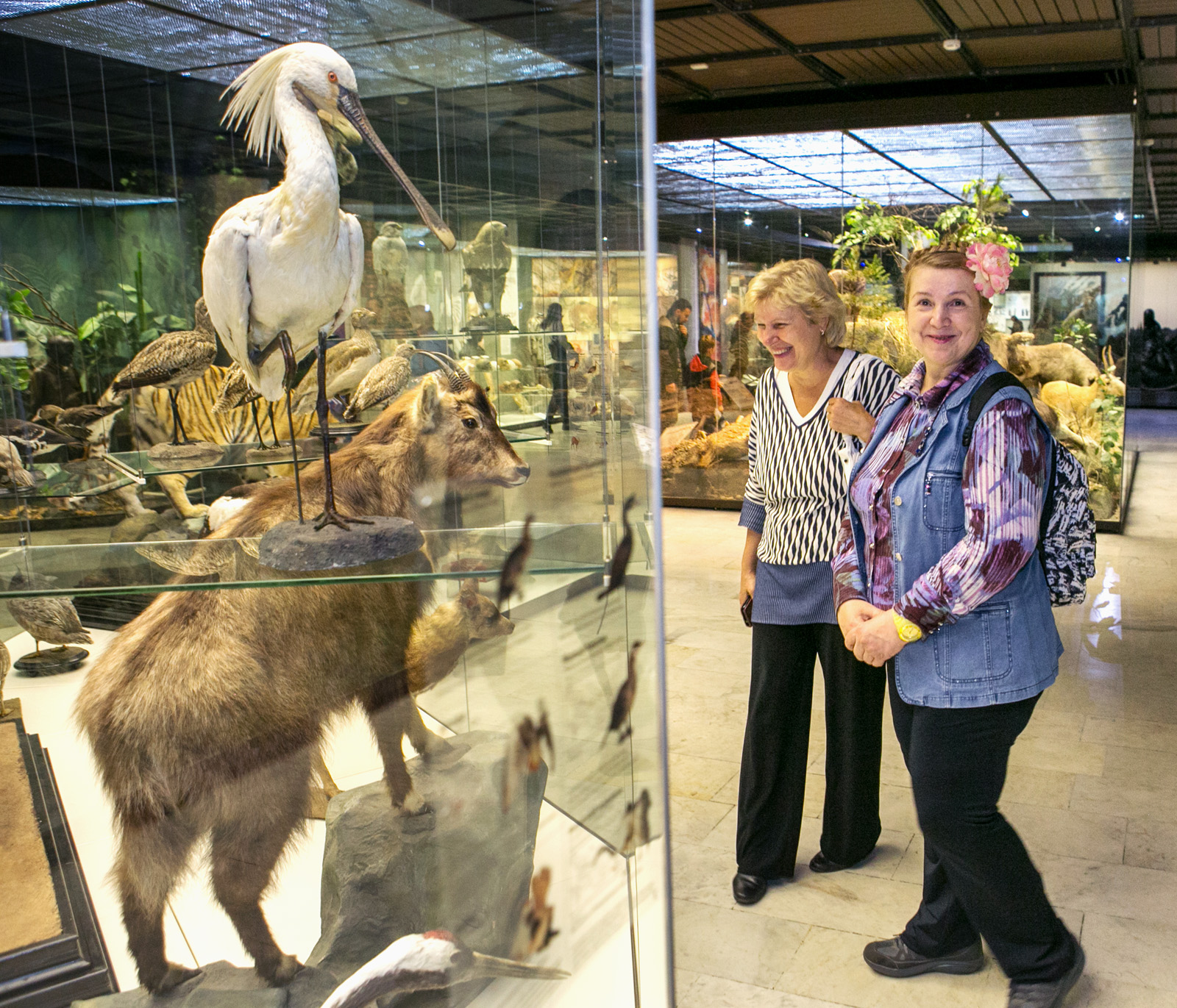 «День старшего поколения» в Дарвиновском музее – события на сайте «Московские Сезоны»