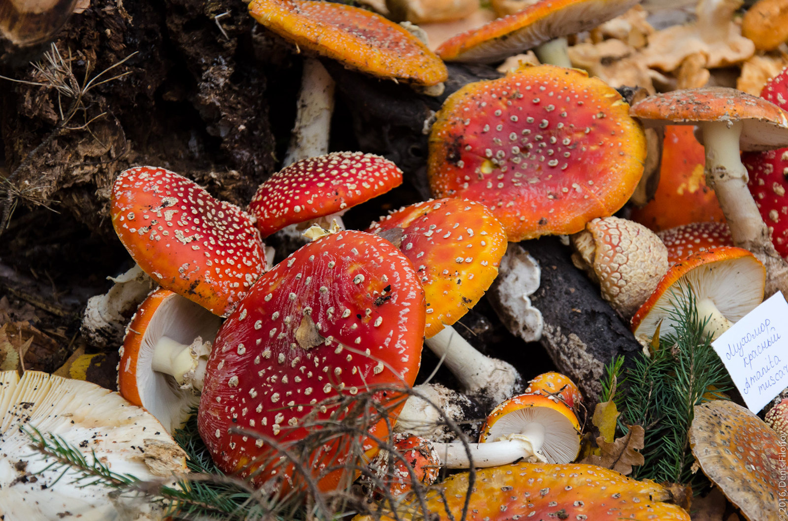 III ежегодный грибной фестиваль в «Аптекарском огороде» – события на сайте «Московские Сезоны»